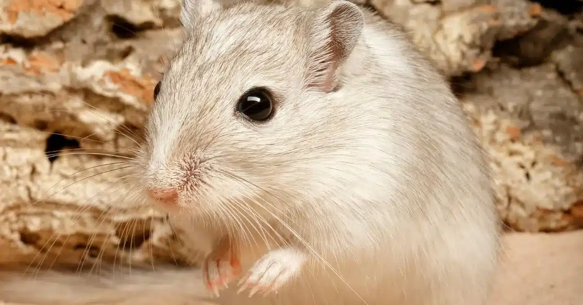 8 Oldest Hamsters to Ever Live 