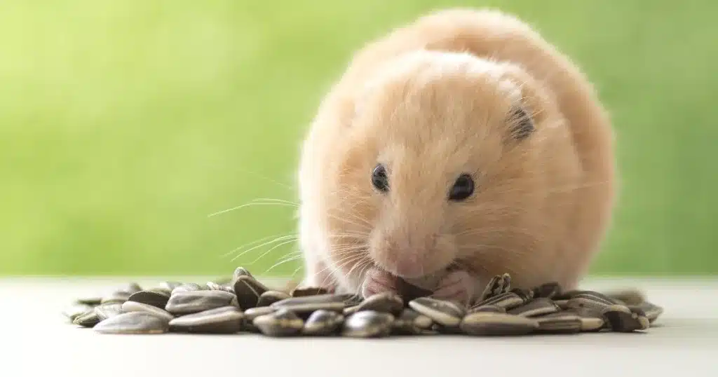 Golden teddy bear hamster eating a sunflower seed from a large pile of sunflower seeds