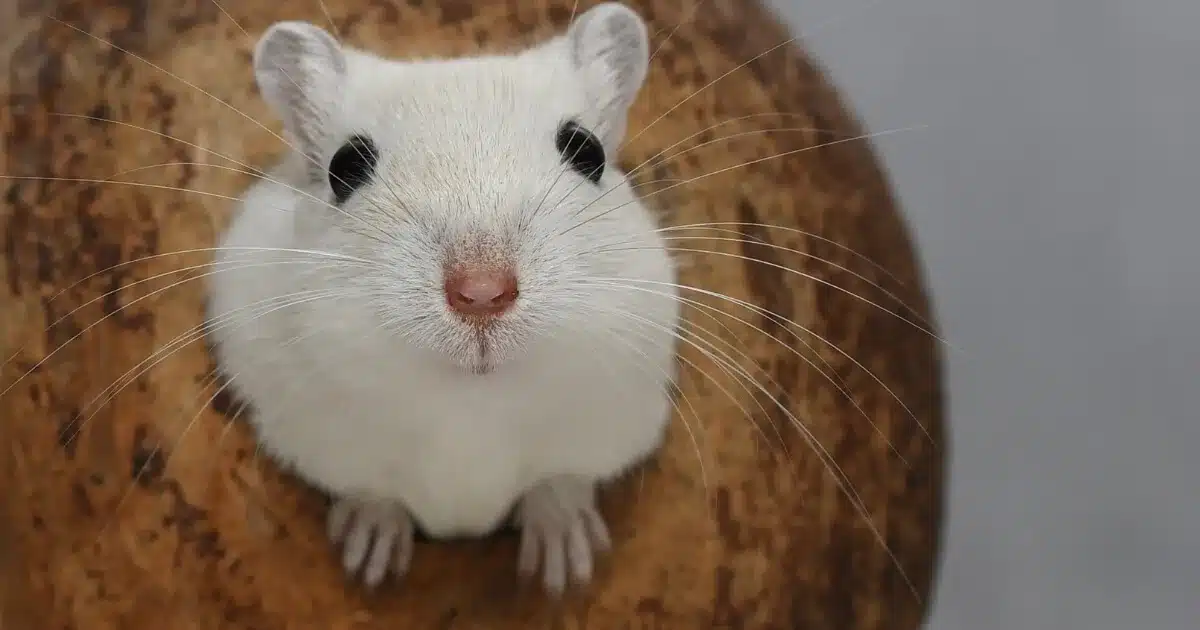 White gerbil peaking out of a coconut hide