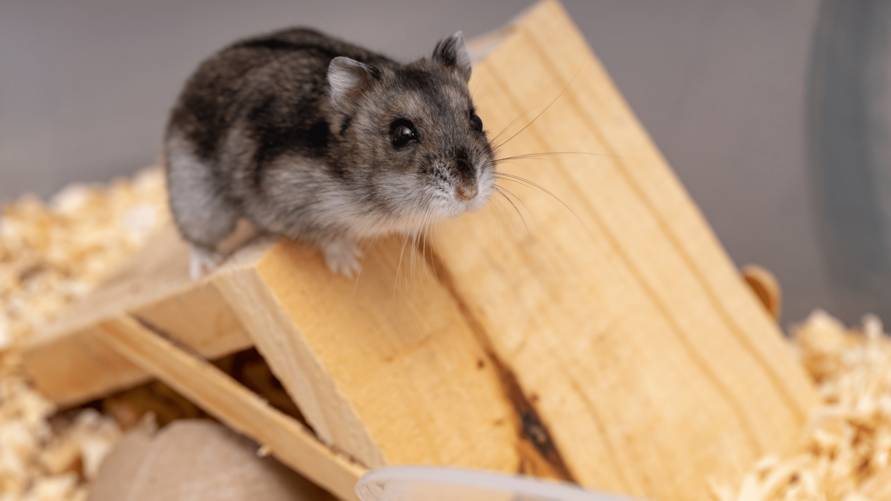 A Campbell's dwarf hamster with dark agouti coloring perched on a wooden hideout inside its enclosure, with wood shavings bedding visible in the background.