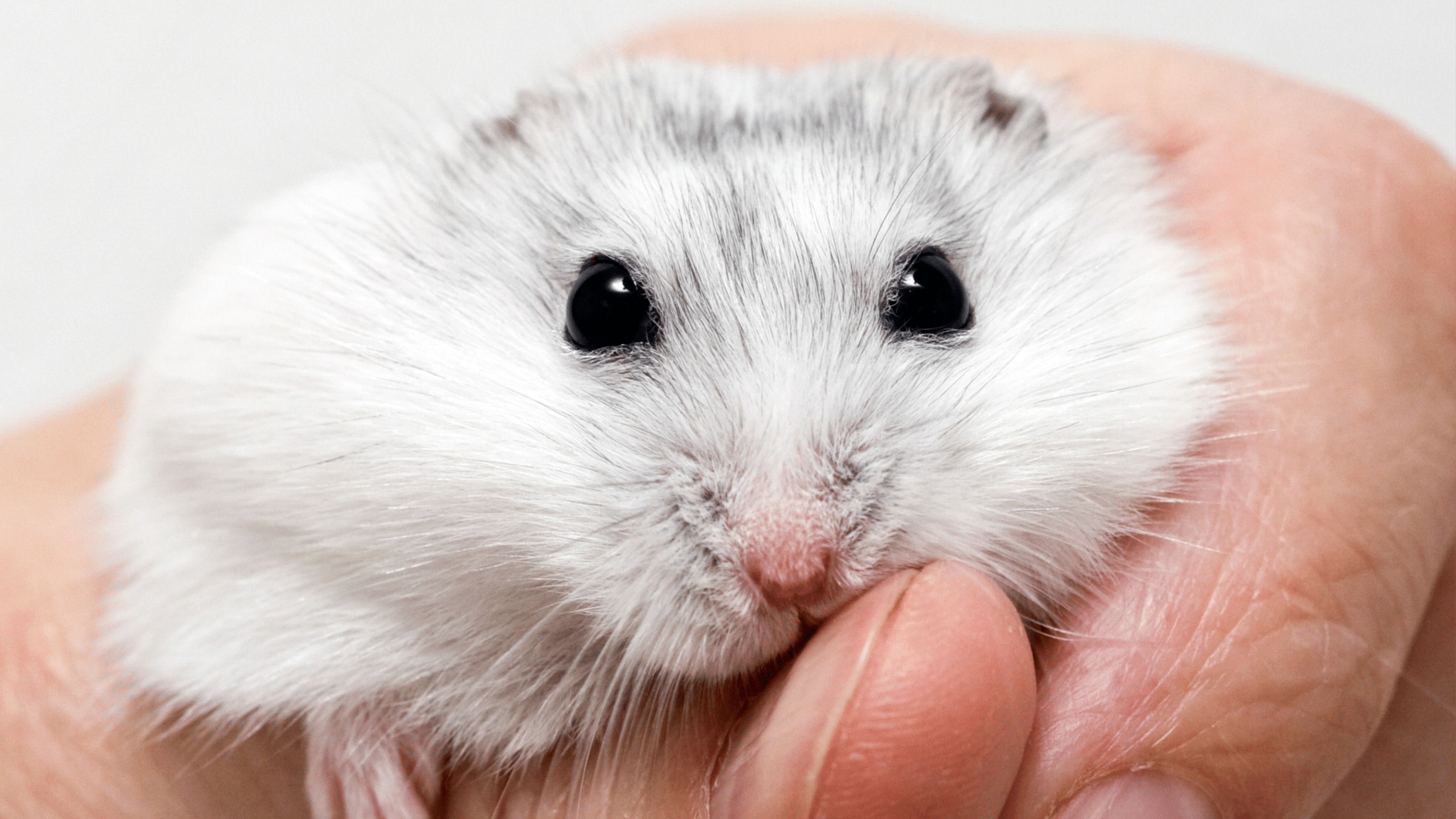 A Winter White dwarf hamster in its pale winter coat, held gently in a cupped hand. Its fur is mostly white with faint grey tipping, and it has large dark eyes and a round, compact face.